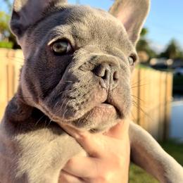 French Bulldog Puppies from Belle Âme Frenchies