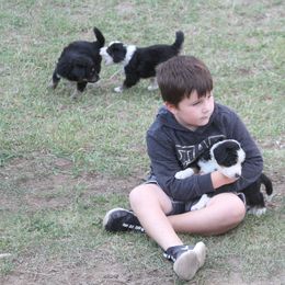 Bernedoodle and Bernese Mountain Dog Puppies from Basin Berners