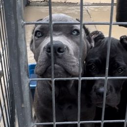 Girl grey - Gray female Cane Corso puppy in Lewisville, Denton County, Texas from Trained To Go Corso Kennels (T.T.G. Corso Kennels)
