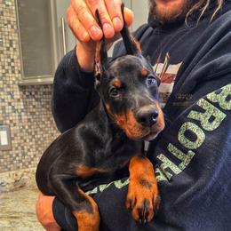 Klair - Black and rust female Doberman Pinscher puppy in China Township, Michigan from Snell's Superior Kennel Dobermann & GSP