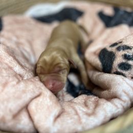 Boy 6 - Yellow Labrador Retriever puppy in Le Center, Minnesota from Wild Acre Kennels