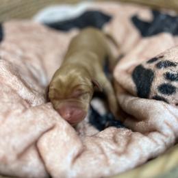 Boy 6 - Yellow Labrador Retriever puppy in Le Center, Minnesota from Wild Acre Kennels
