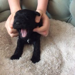 Goldendoodle and Miniature Schnauzer Puppies from Very Special Mini Schnauzers and Goldendoodles