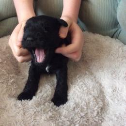 Goldendoodle and Miniature Schnauzer Puppies from Very Special Mini Schnauzers and Goldendoodles