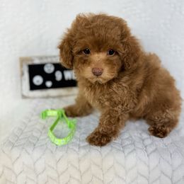 Green (Independence Day sale) - Red  male Poodle puppy in Florida from Adorable Toy-Miniature Poodles