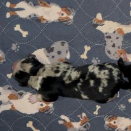 Merle - Blue merle male Australian Shepherd puppy in Piedmont, Oklahoma from HeartDriven Aussies