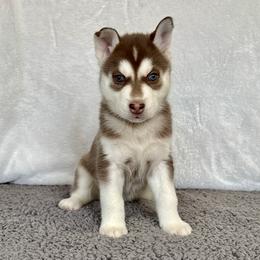 Bria (Fuchsia) - Red and white female Siberian Husky puppy in Ellijay, Georgia from Appalachian Siberians LLC