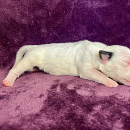 Sassy - White black and tan female Bull Terrier puppy in Sprauge, Washington from Mark My Words Bull Terriers