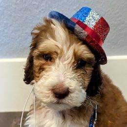 Moonstone - Brown and white Sheepadoodle puppy in Cleburne, Texas from DoodlesOjoy