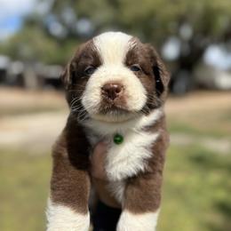 Lux ASDR - Red tri-color male Australian Shepherd puppy in Orlando, Florida from Skaky Shepherds