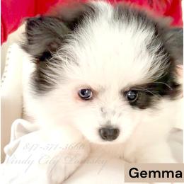 Gemma - Black and white female Pomsky puppy in Long Grove, Illinois from Windy City Pomsky