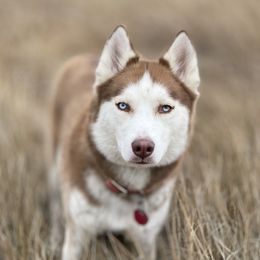 Zara - Siberian Husky