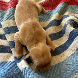Female 1 - Light golden female Golden Retriever puppy in Mesa, Arizona from Grand Canyon Goldens