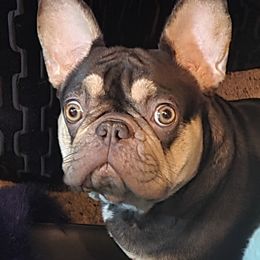 Cocoa - French Bulldog