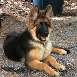 German Shepherds from Farrenhaus