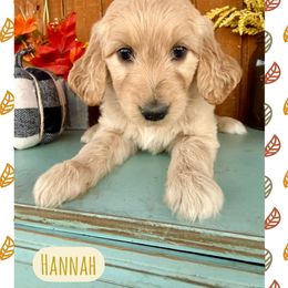 Hannah - Cream female Goldendoodle puppy in Caddo Mills, Texas from Fire Wife Doodles