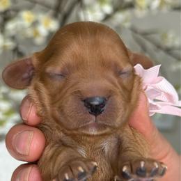 Peaches - Ruby female Cavalier King Charles Spaniel puppy in Yuciapa, California from AlltheDoodlez_