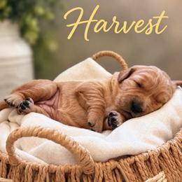 Harvest - Dark golden female Golden Retriever puppy in San Bernardino, California from Thegoldendreams1