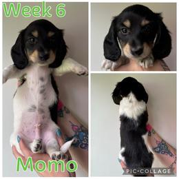 Momo - Piebald male Dachshund puppy in Michigan from M.H.P Dachshunds