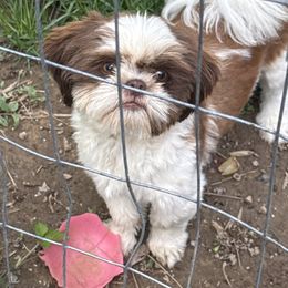 Benny - Shih Tzu