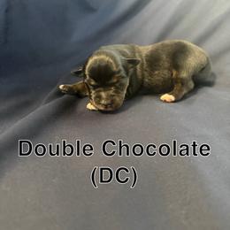 Double chocolate - Black tri female Miniature Australian Shepherd puppy in Medical Lake, Washington from MAS Gone Rogue