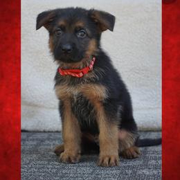 Neo - Black and red male German Shepherd puppy in Muldrow, Oklahoma from Reizarf Kennels