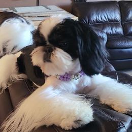 Dallas - Shih Tzu