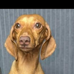 Hazel - Dachshund