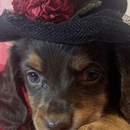 Pretty Girl - Chocolate and tan female Dachshund puppy in Polo, Missouri from Blue Tails Farm