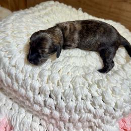 Magnolia - Brindle female Dachshund puppy in Bennett, North Carolina from Cherished Dachshunds