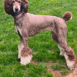 Hera - Poodle