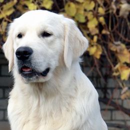 Cooper - Golden Retriever