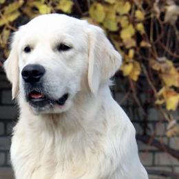 Cooper - Golden Retriever