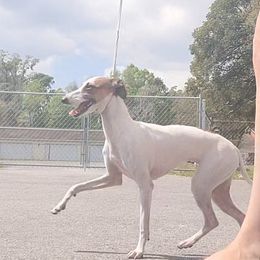 Italian Greyhound Puppies from Ruscelli Italian Greyhounds