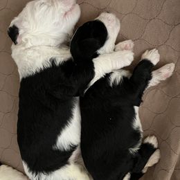 Old English Sheepdog and Sheepadoodle Puppies from Doodlefolk