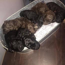 Poodle Puppies from Twisted Oak Poodles