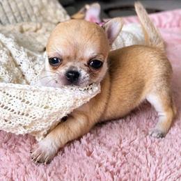 Jerry - Cream male Chihuahua puppy in Frostproof, Florida from Chitownchihuahuas