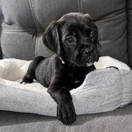 White Toe - Black female Cane Corso puppy in Haslet, Texas from Trained To Go Corso Kennels (T.T.G. Corso Kennels)