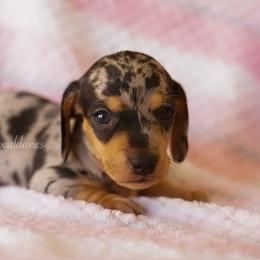 Eliza - Black and tan female Dachshund puppy in Apple Valley, California from Socaldoxies