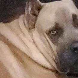 Cane Corso from Montagna Di Ferro Cane Corso