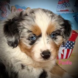 Pacific - Blue merle female Miniature Australian Shepherd puppy in Chino Valley, Arizona from BlueZion Aussies