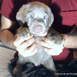 Dilute Retriever Puppies from DLime Ranch Silver Labs