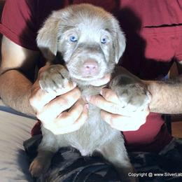 Dilute Retriever Puppies from DLime Ranch Silver Labs