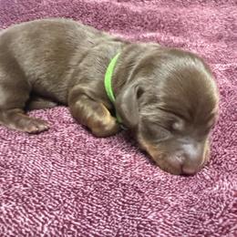 Boy 2 - Chocolate and tan male Dachshund puppy in Turlock, California from Dandelion Dachshund