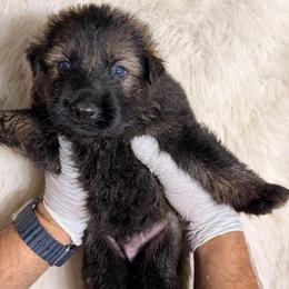 Boy 2 - Sable male German Shepherd puppy in Hollis Center, Maine from Noble German Shepherds of Maine