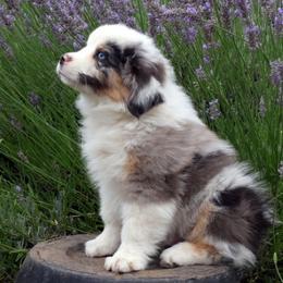 Thor - Blue merle male Miniature American Shepherd puppy in Kalama, Washington from Lone Pine Miniature American Shepherds