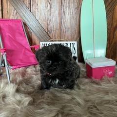 Shorkie Puppies from Shorkies R Us Breeding