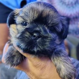 Brindle girl - Brindle female Shih Tzu puppy in Memphis, Tennessee from Thorntons Fur Crew