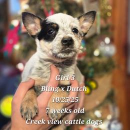 Girl 3 - Blue female Australian Cattle Dog puppy in Monroe, North Carolina from Creek View Cattle Dogs