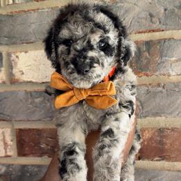 Guava - Merle male Goldendoodle puppy in Richmond, Texas from Harper’s Heartbeats